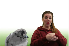 Lundapisa - teknmál