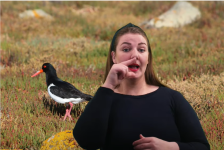 Okkara_tjaldur_-_teknmál